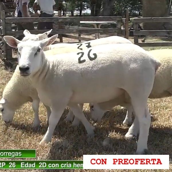 lote19-rp26-27_1892426042