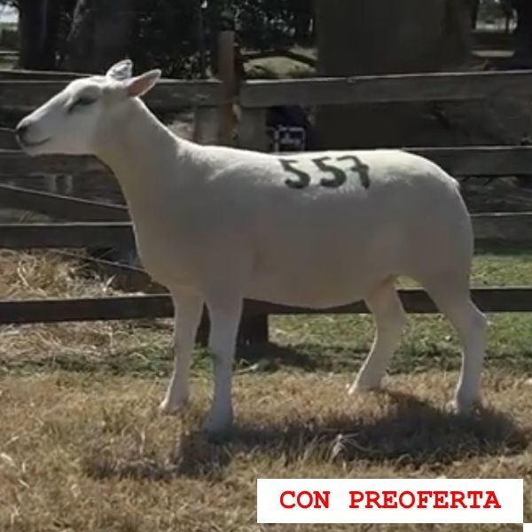 lote2-rp557_657494402