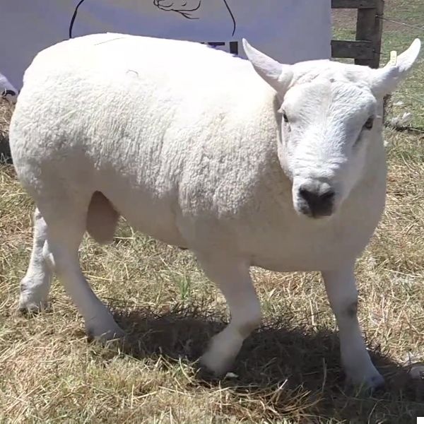 lote22-rp34_-_frame_at_0m7s