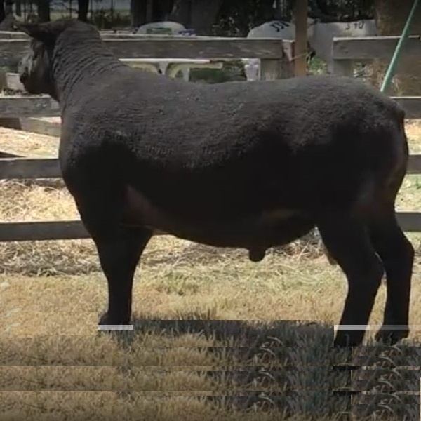 lote25-rp156_1707385337