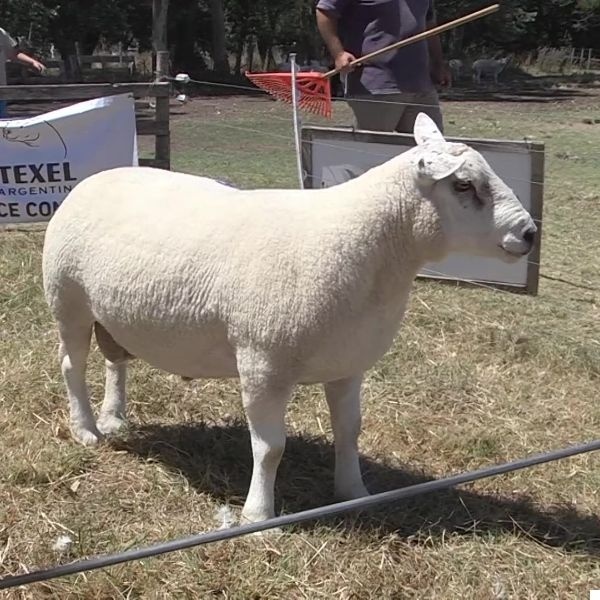 lote26-rp54_-_frame_at_0m10s