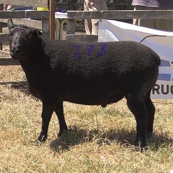 lote27-rp173_-_frame_at_0m11s