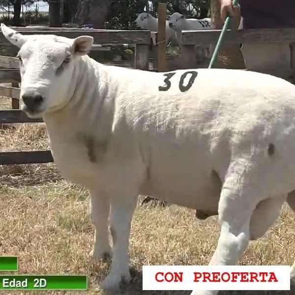 lote27-rp30_546736721