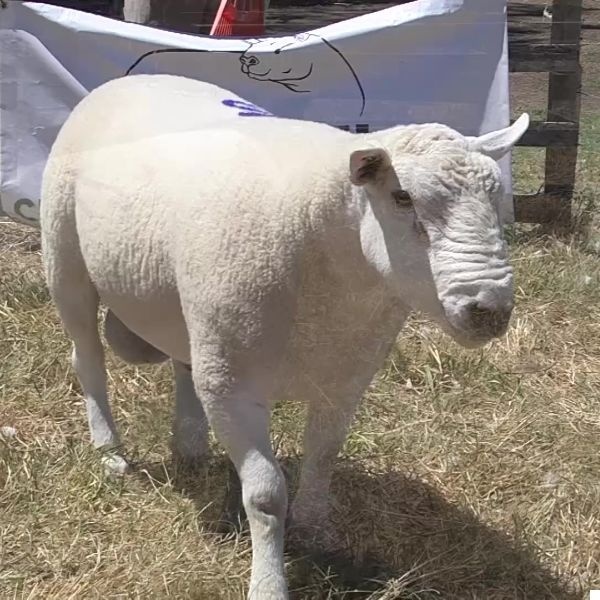 lote29-rp70_-_frame_at_0m0s