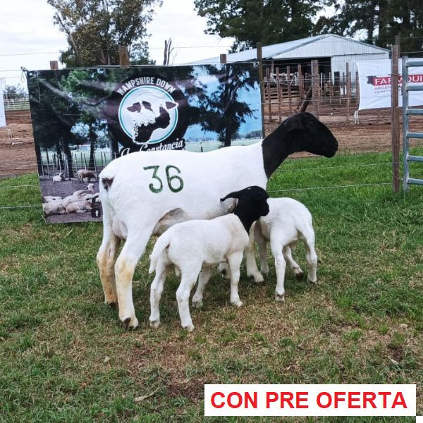 lote3-rp36_177998565