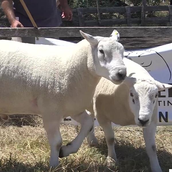 lote30-rp74-356_-_frame_at_0m0s