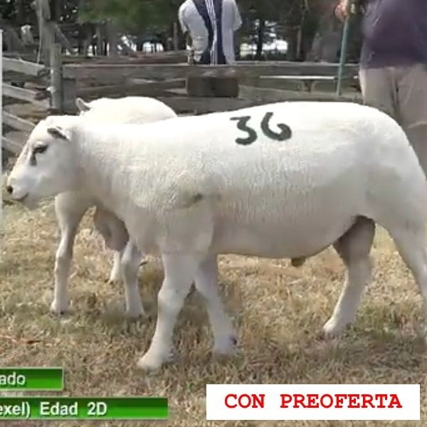 lote31-rp36-37_1730199092