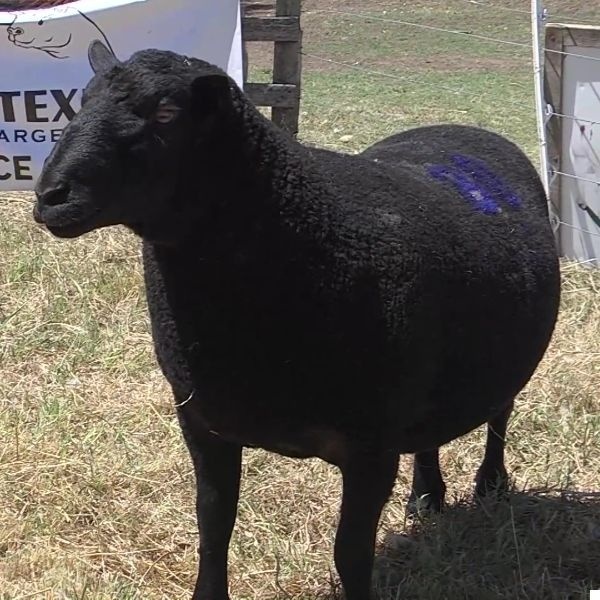 lote31-rp80_-_frame_at_0m3s_1885018104