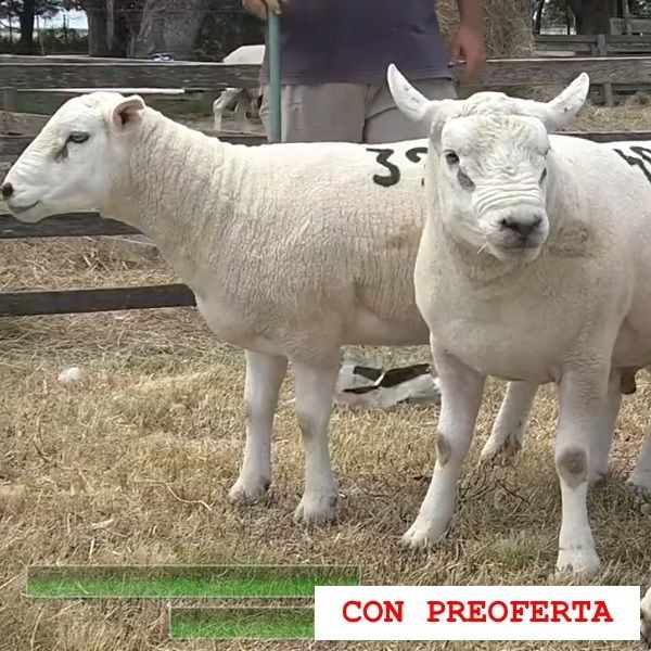 lote32-rp38-39-40_1731824820