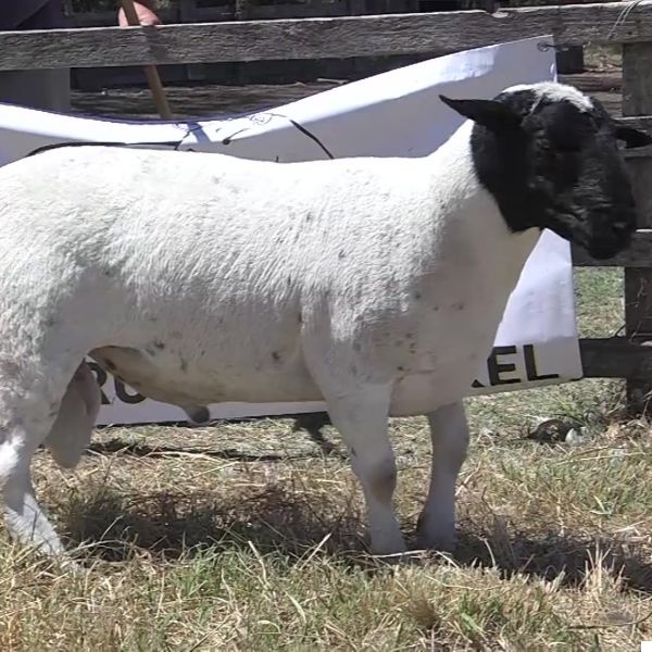 lote32-rp72_-_frame_at_0m0s