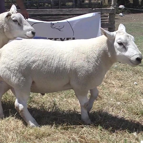 lote33-rp11-322_-_frame_at_0m2s