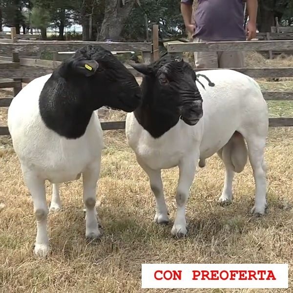 lote33-rp41-42_682889707