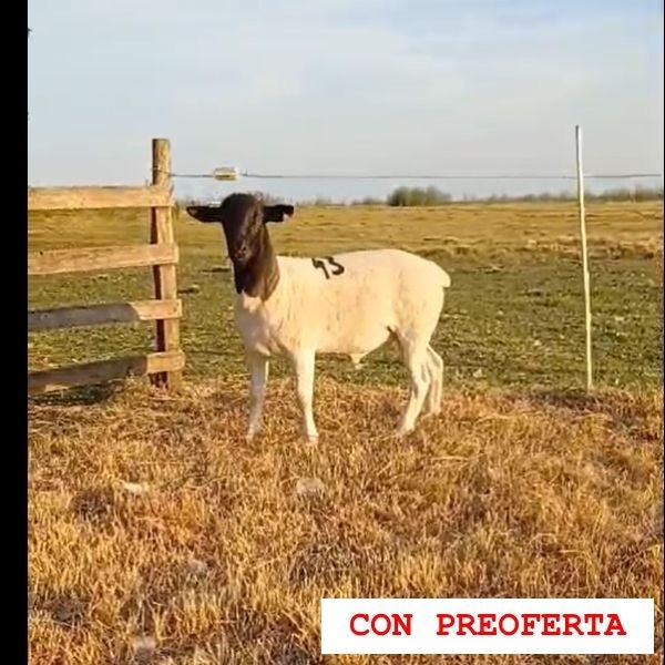 lote34-rp43_85551807