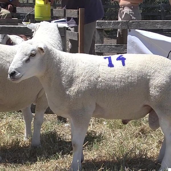 lote34-rp73-14_-_frame_at_0m23s