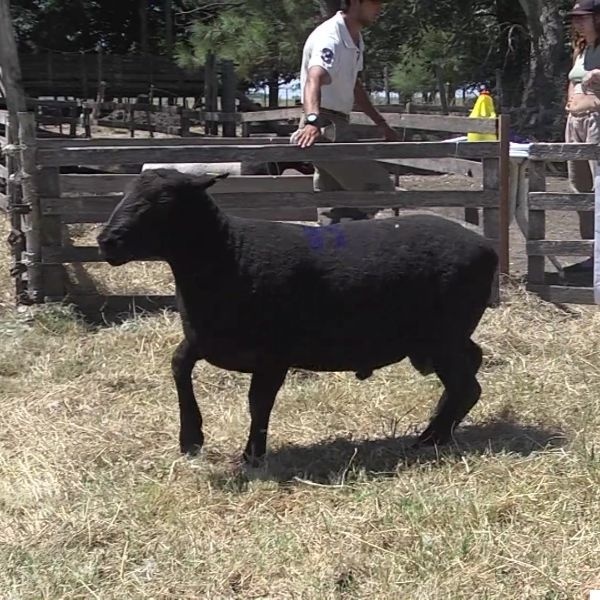 lote36-rp81-79-_frame_at_0m6s