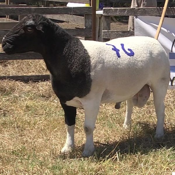 lote37-rp76_-_frame_at_0m15s