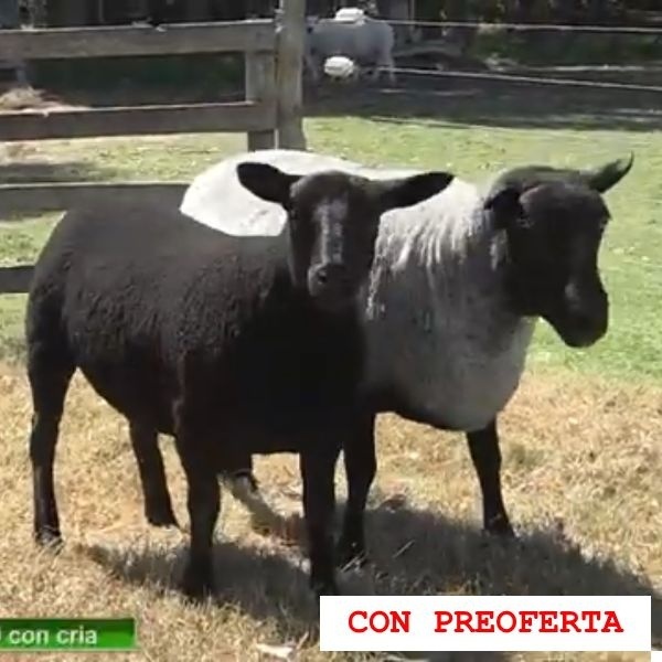 lote4-rp514_1819097416