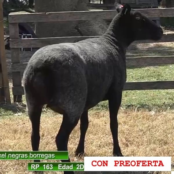 lote5-rp163_1791595447