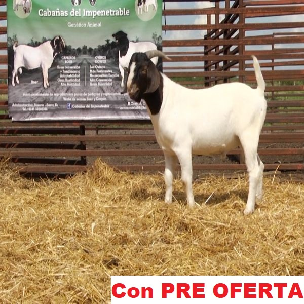 lote_21-pre