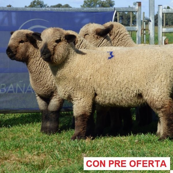 rp_3_corderas_267478314