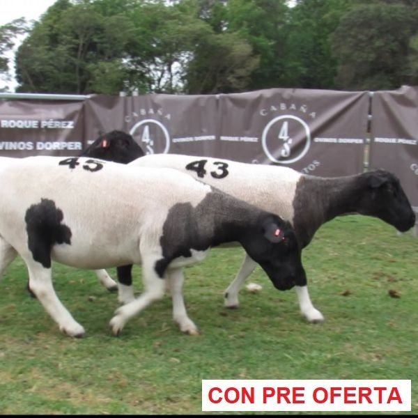 rp_43-45-46_1835493175