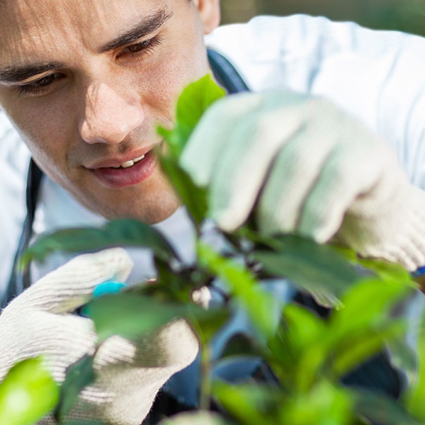 Garden services